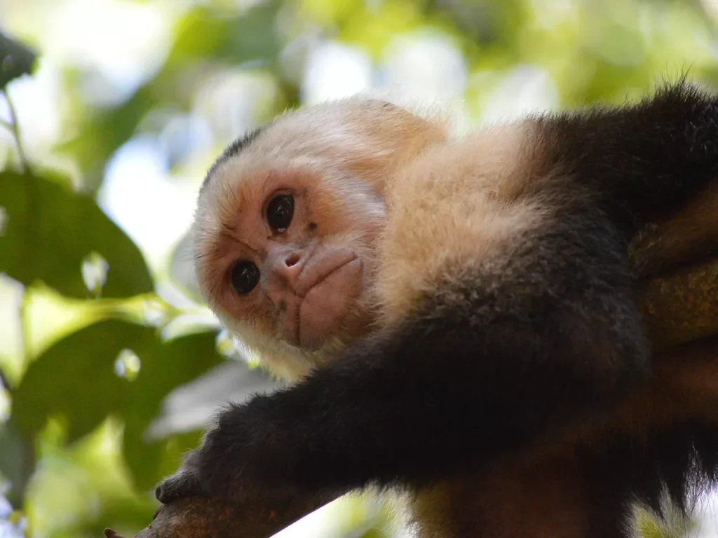 Monkey From Below Costa Rica
