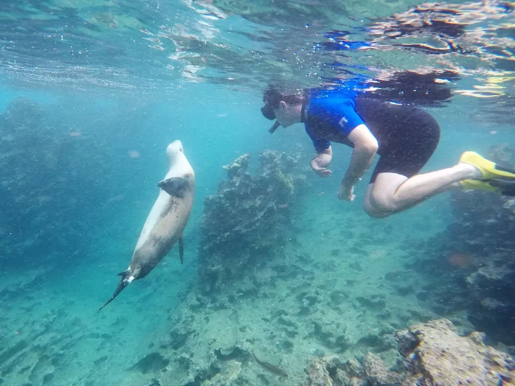 Sea Lion Snorkeler Galapagos