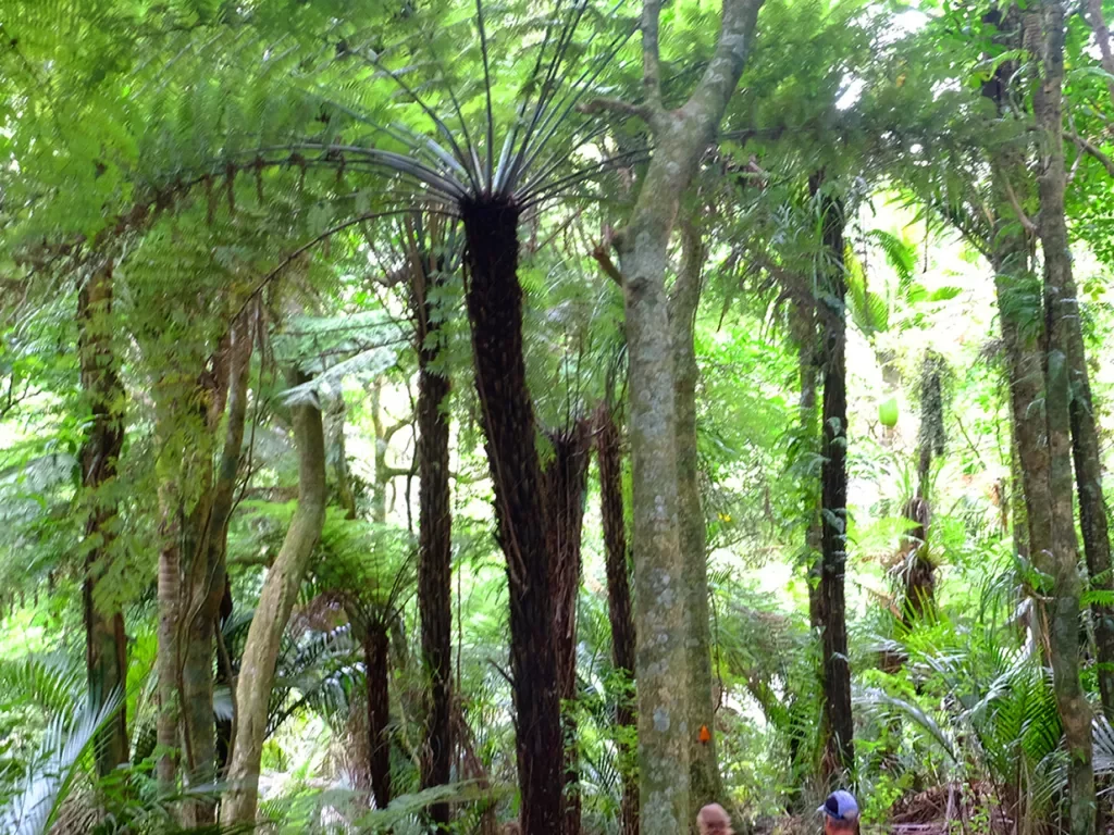 Hiking through a forest in New Zealand