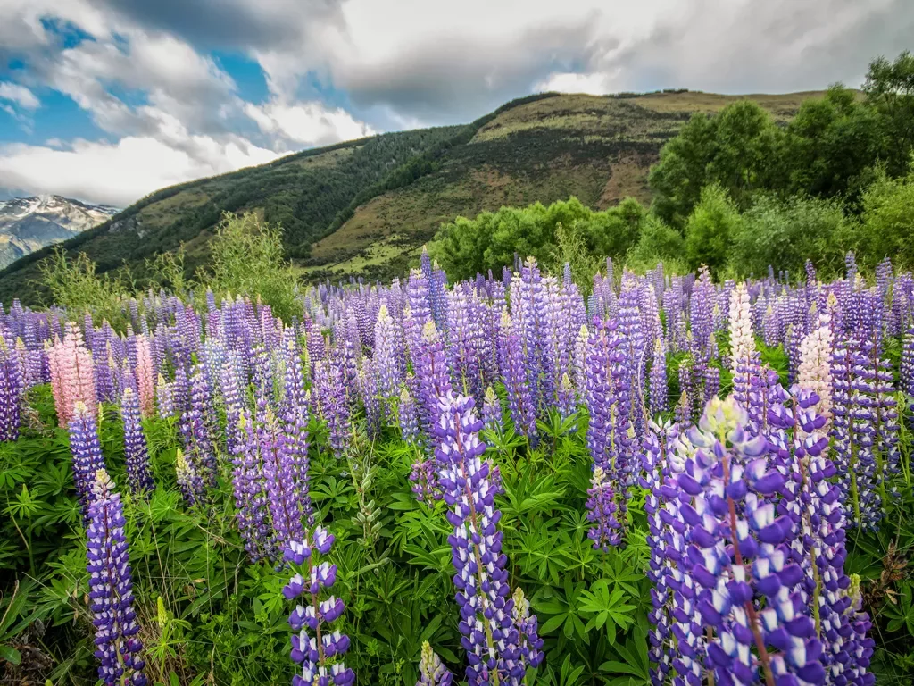 Field of purple flowers in New Zealand