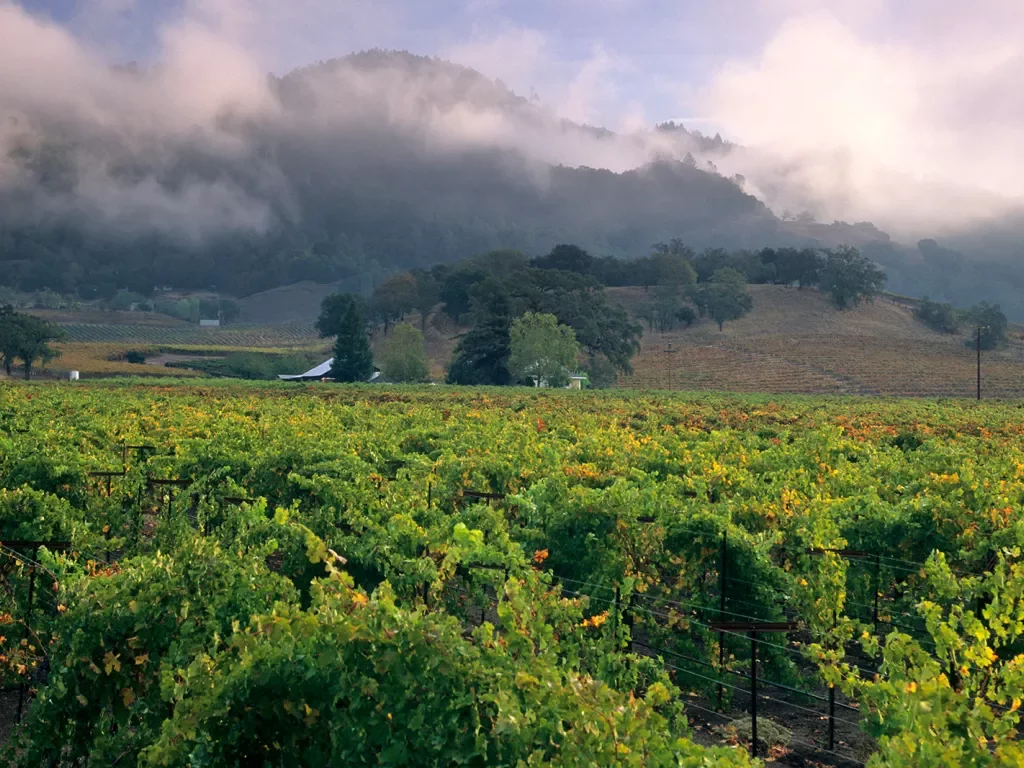 Shot of vineyard, foggy hilltop in distance.