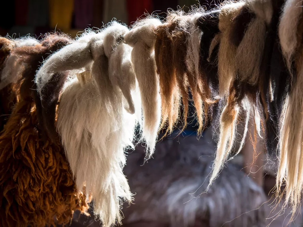 Close-up of drying bundles of fur.