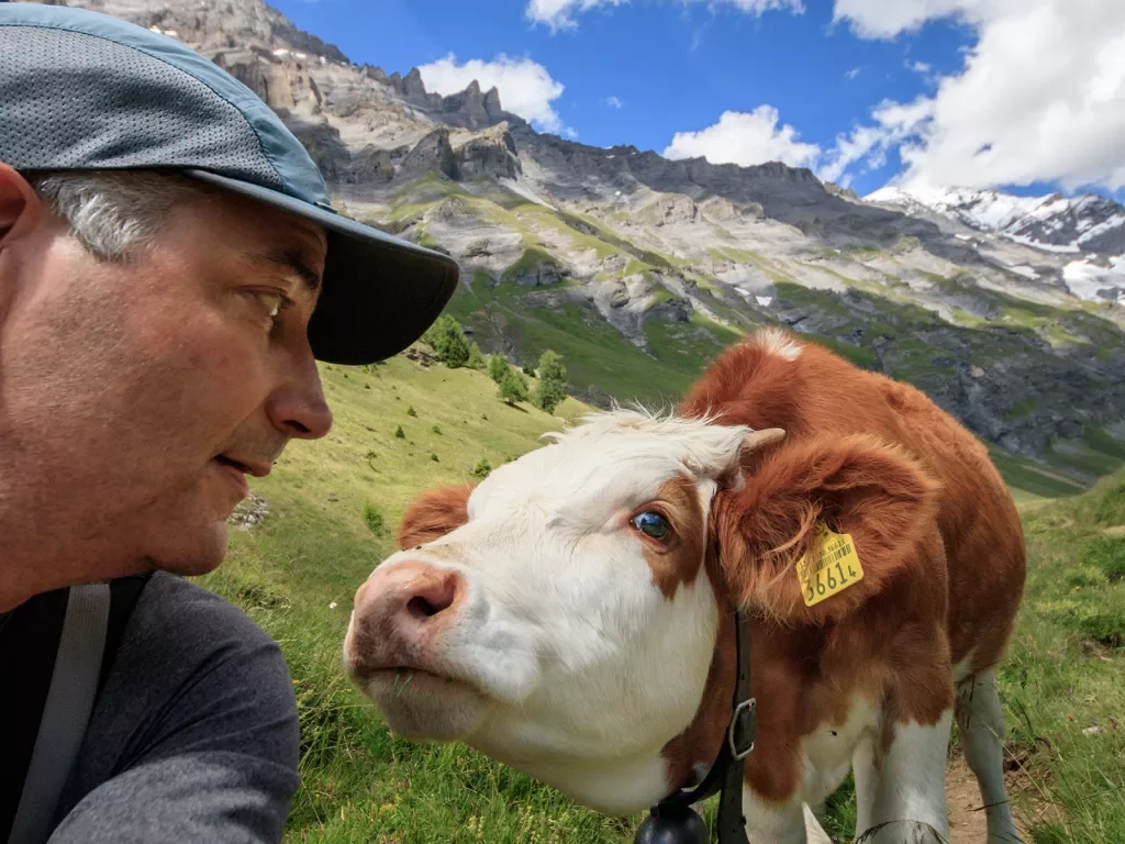 Guest face-to-face with cow, mountains behind them.