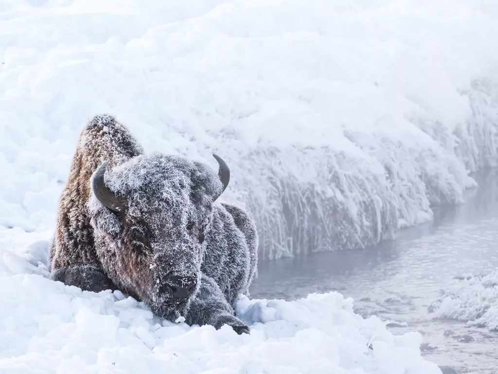 Snow covered bison enjoying a rest