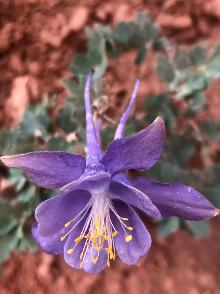 Close-up of purple flower.