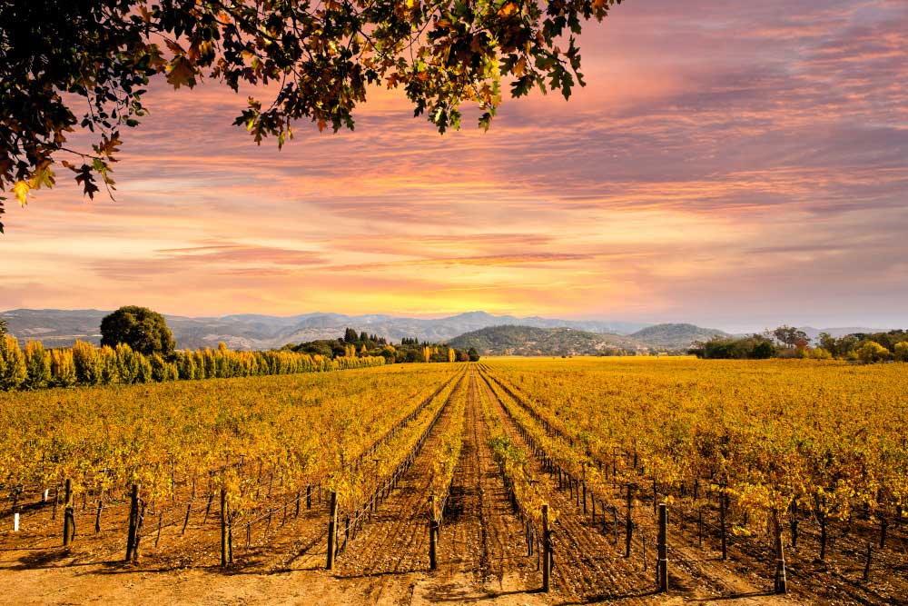 California Vineyard