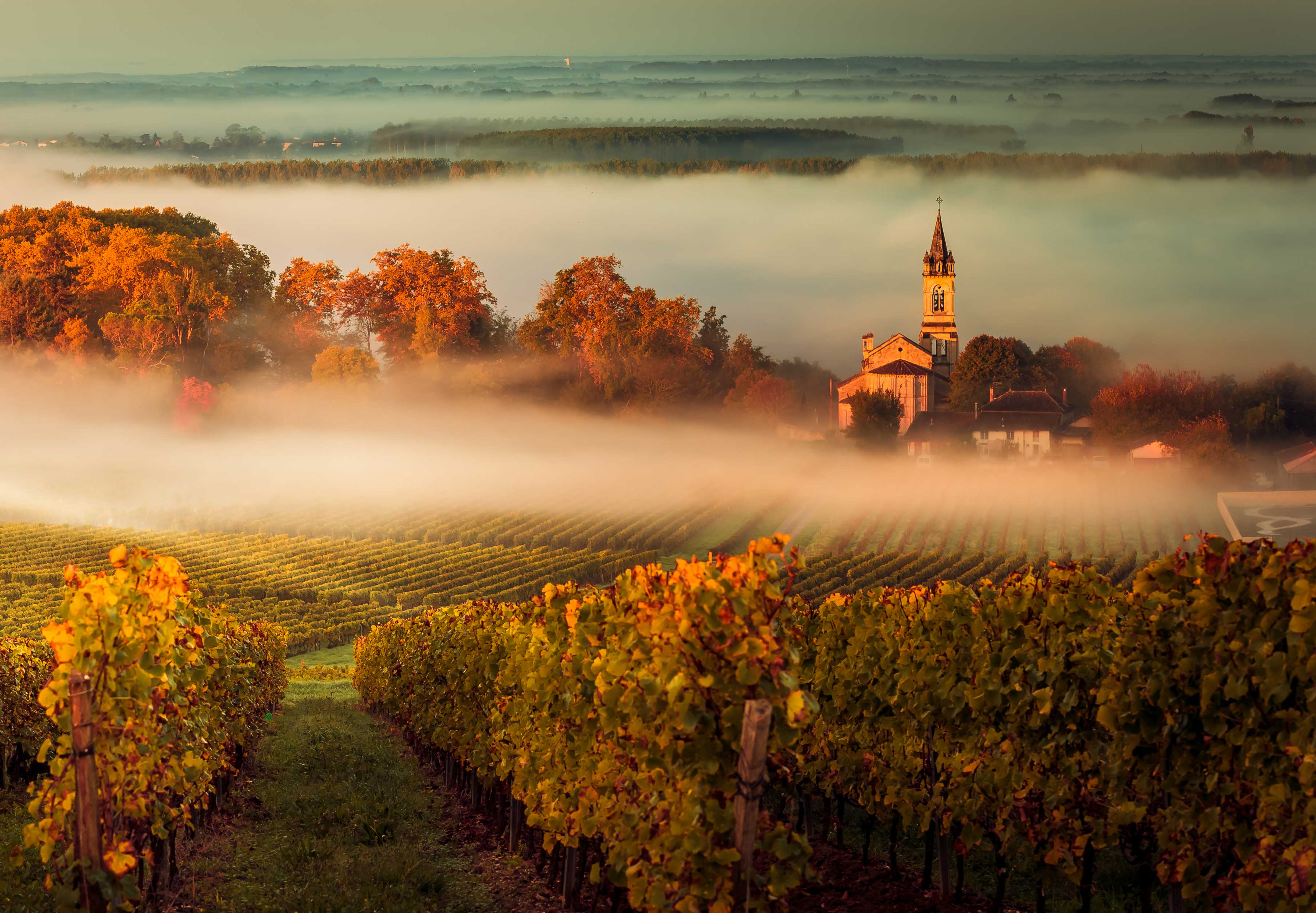 Scenic Bordeaux Vineyard and Landscape