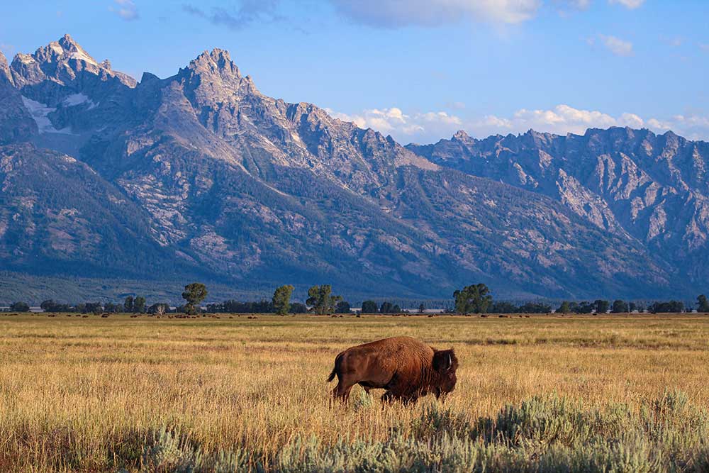 Bison