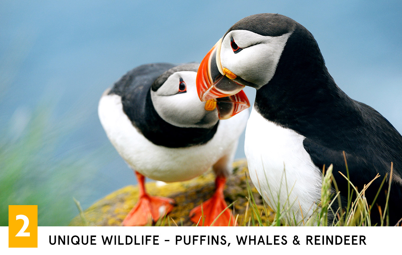 Unique Wildlife - Puffins, Whales & Reindeer