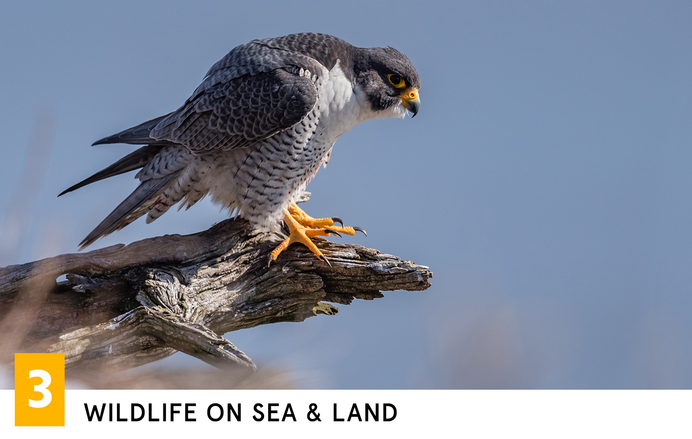 Wildlife on Sea & Land