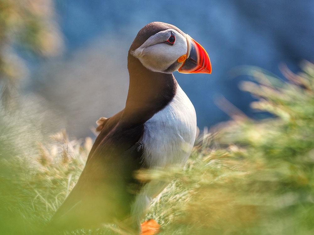 Iceland Puffin - Backroads Family Trips