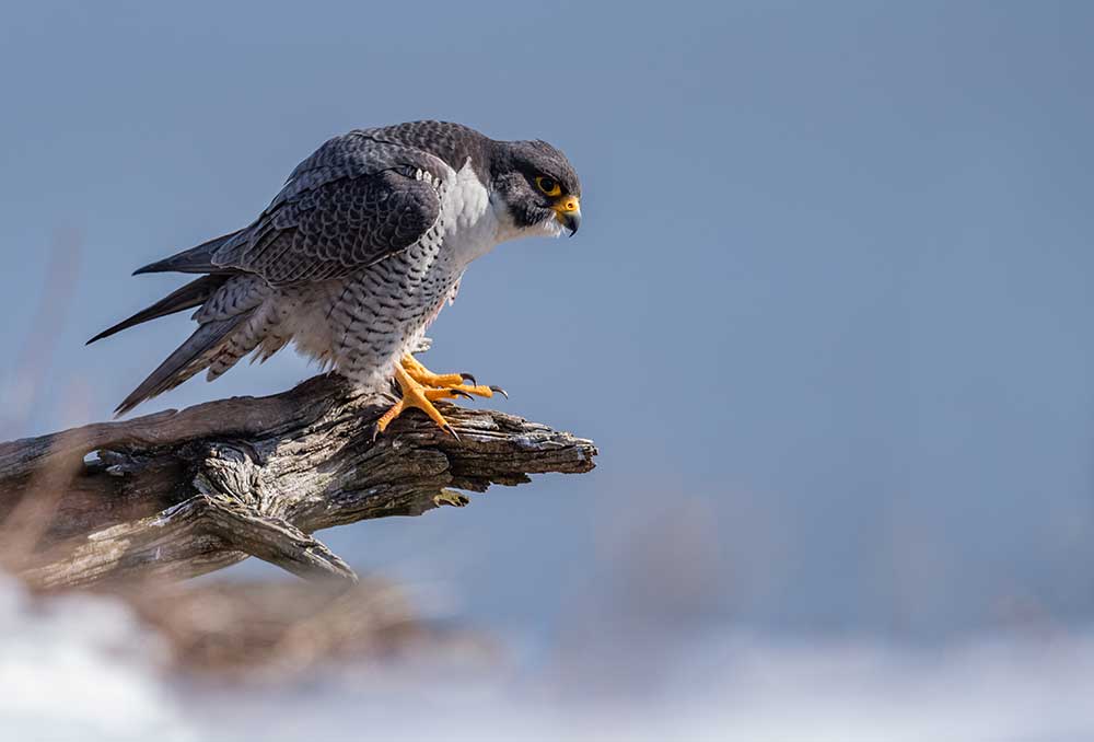 Peregrine Falcon - Backroads Maine Tour