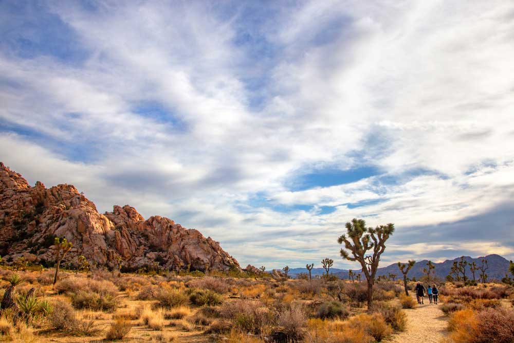 Palm Springs & Joshua Tree Hiking Tour - Desert Trail