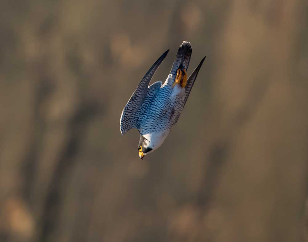 Peregrine Falcon Diving - Backroads Maine Tour