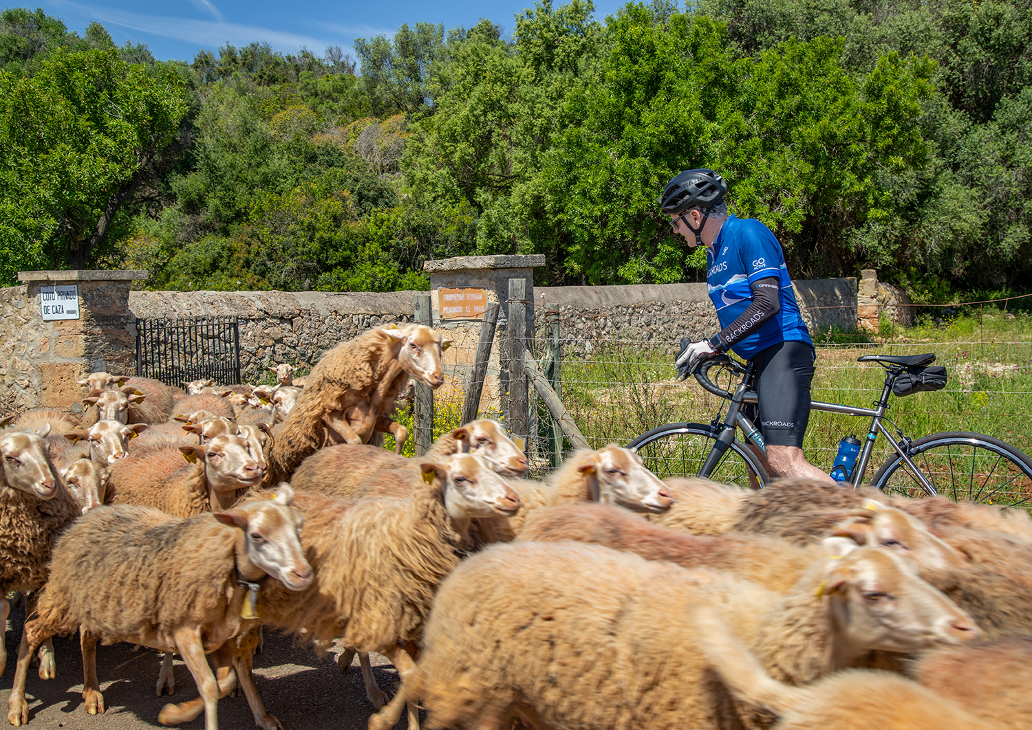 Tom & Sheep in Mallorca