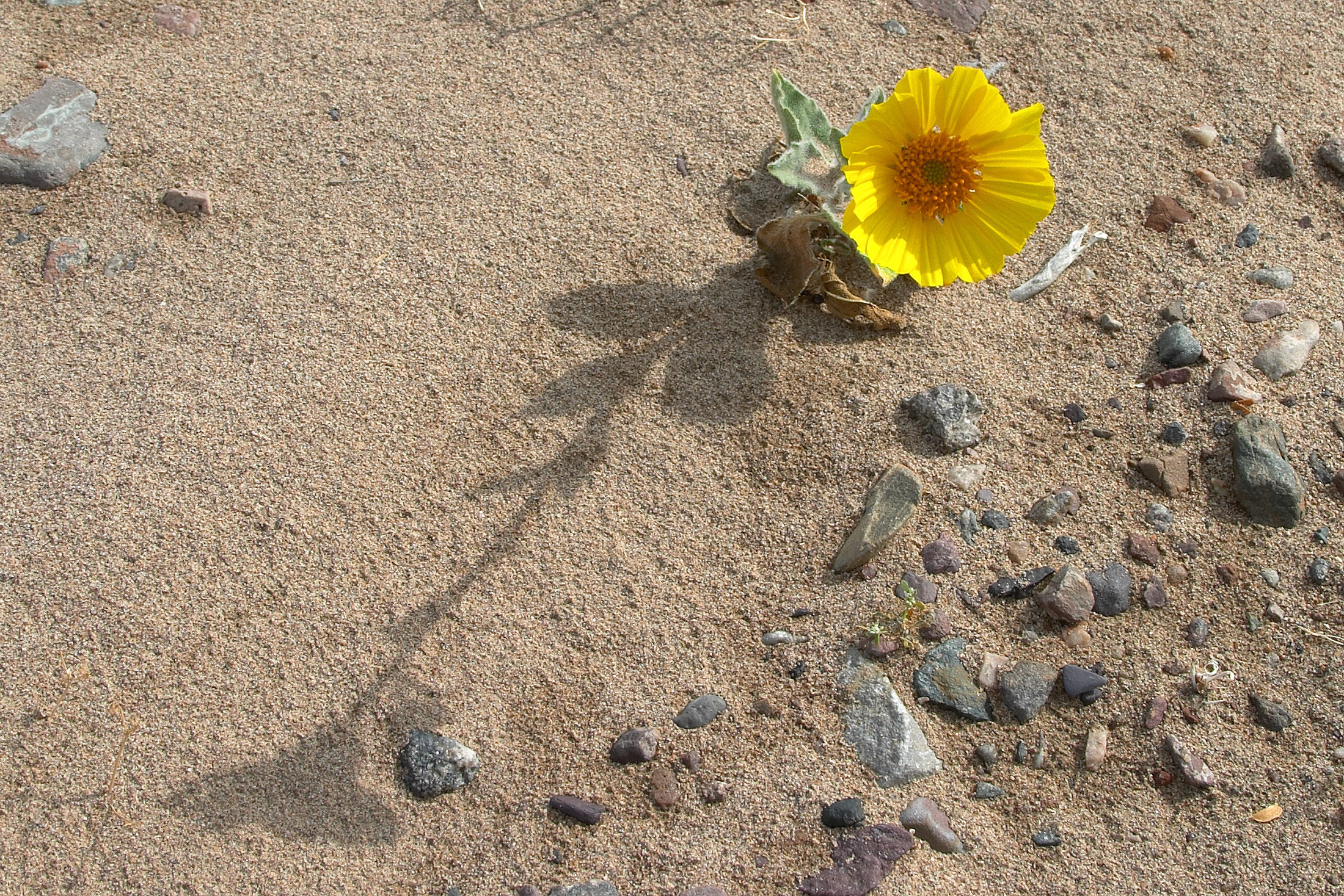 Flowers in Death Valley