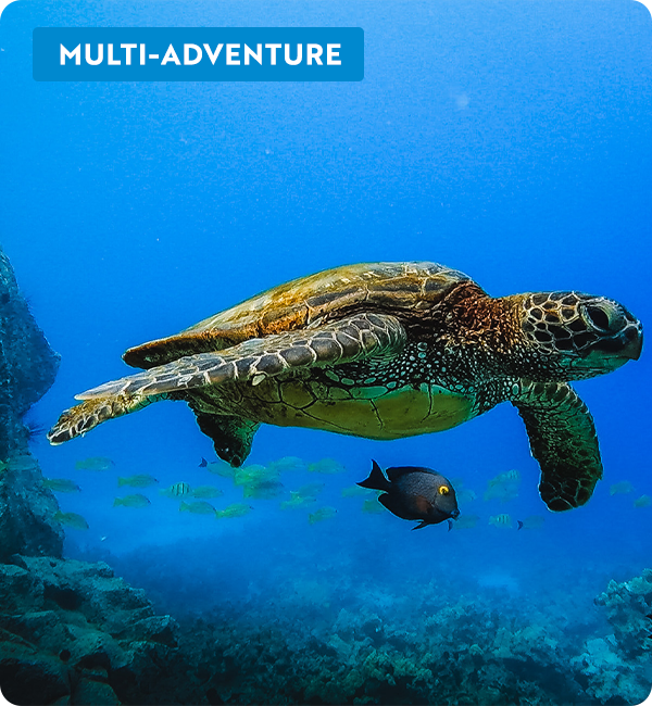 Underwater image of a turtle. Multi-Adventure label in top left corner