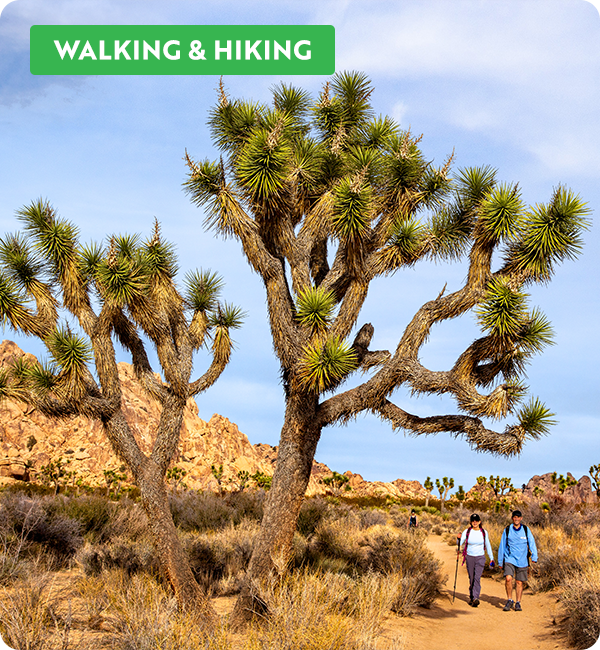 Hikers walking through Joshua Tree