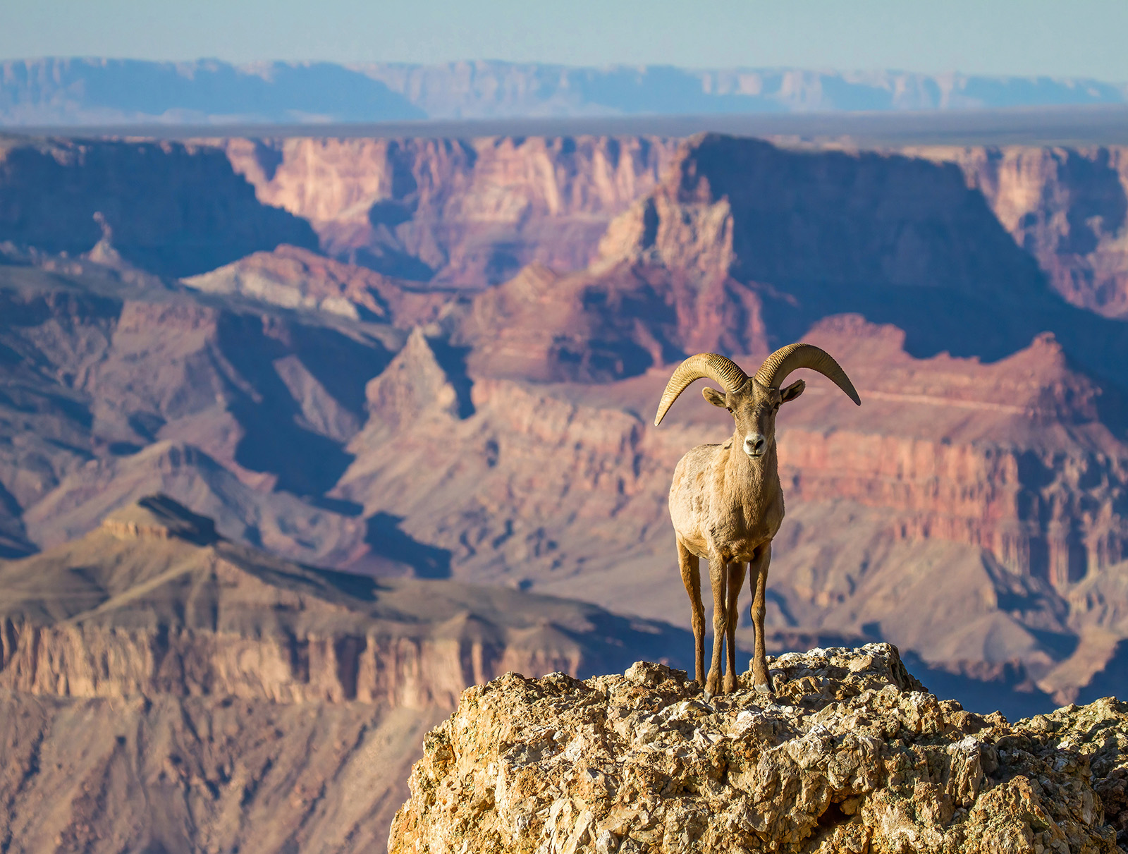 Wide shot of Grand Canyon, big horn sheep in foreground.