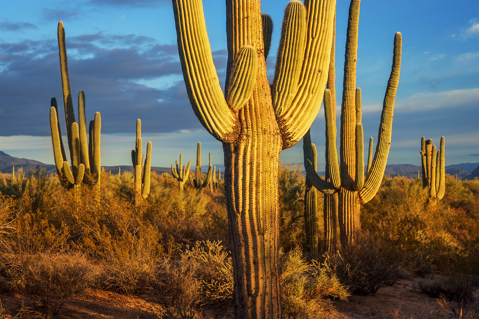Cacti in desert