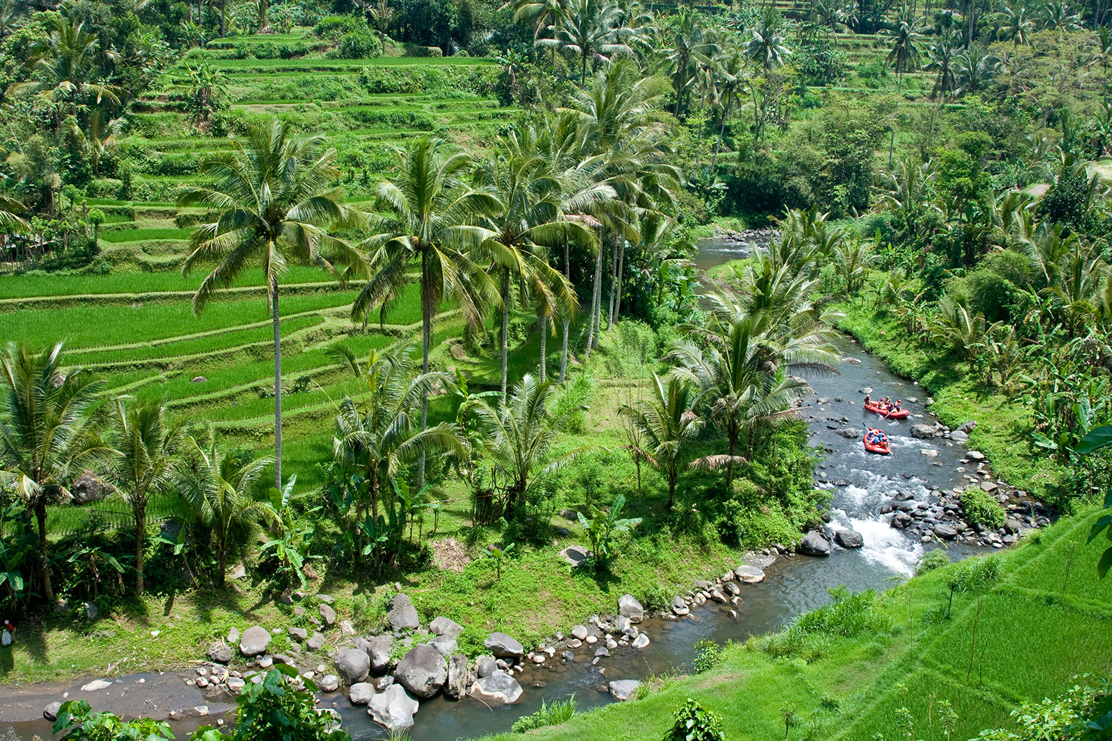 Guests rafting down river, forest, palm trees, grasslands surrounding.