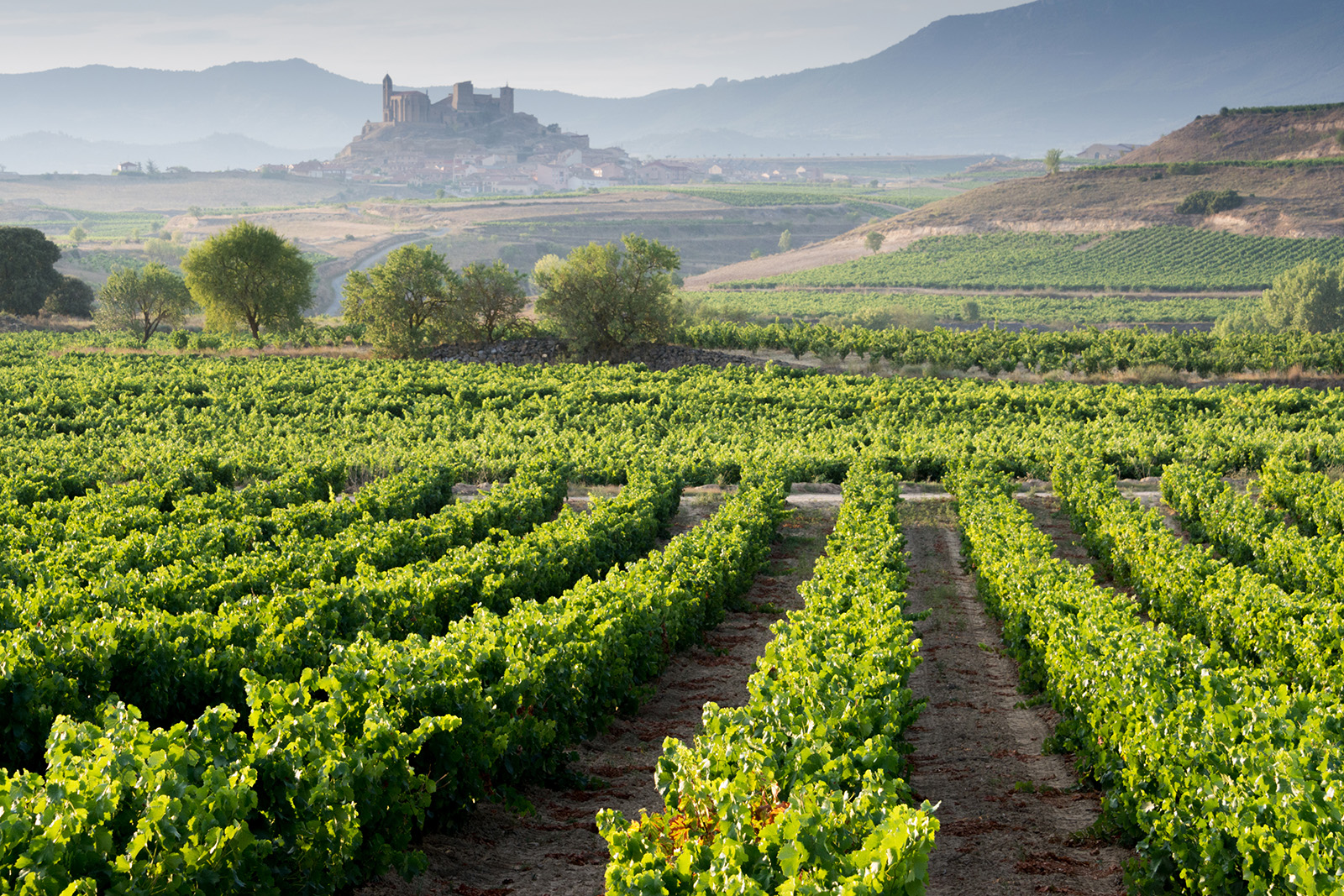 Vineyard and San Vicente de la Sonsierra as Background, La Rioja (Spain)