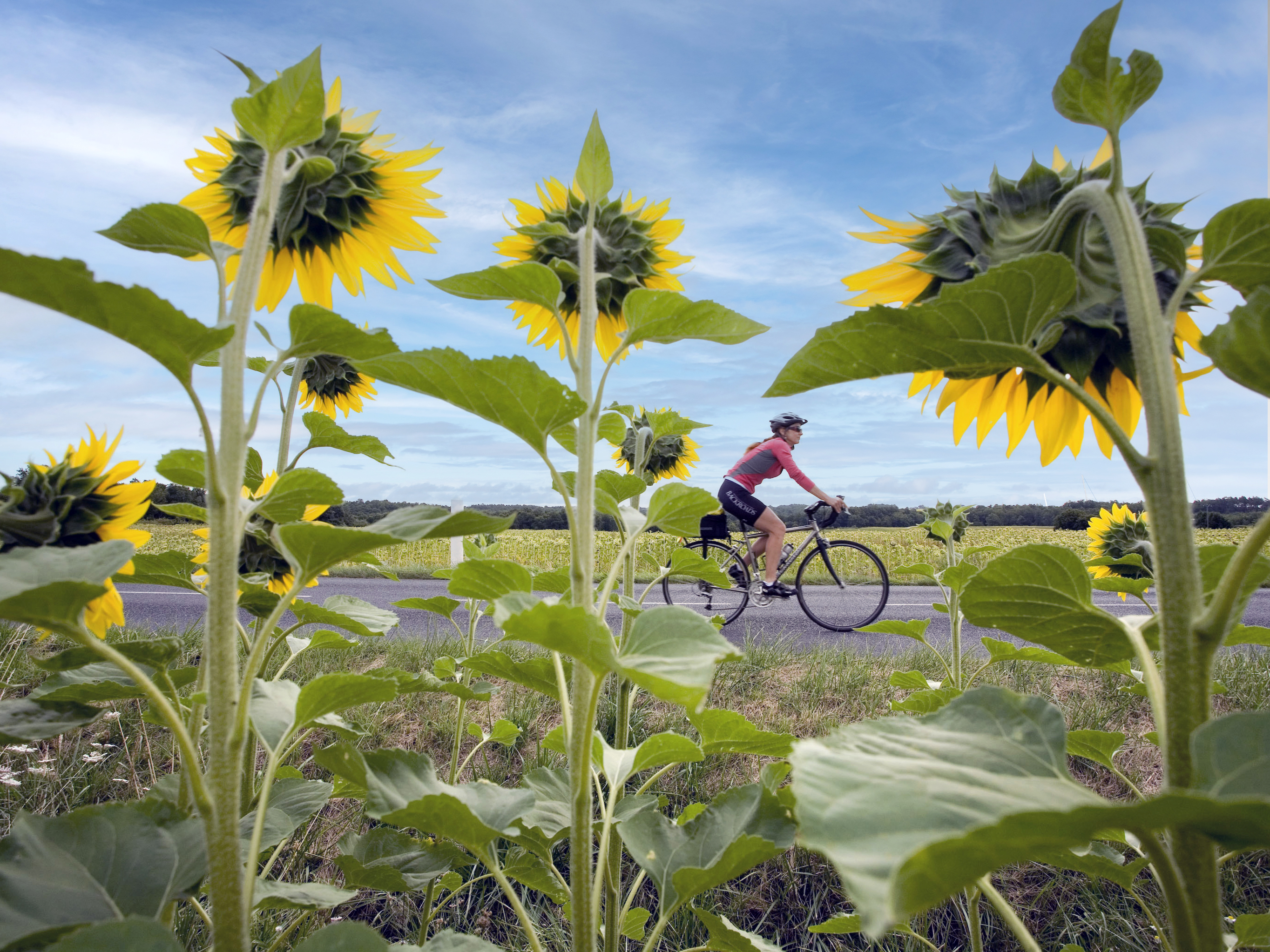 Sunflowers blooming alongside a road with biker riding in the background.