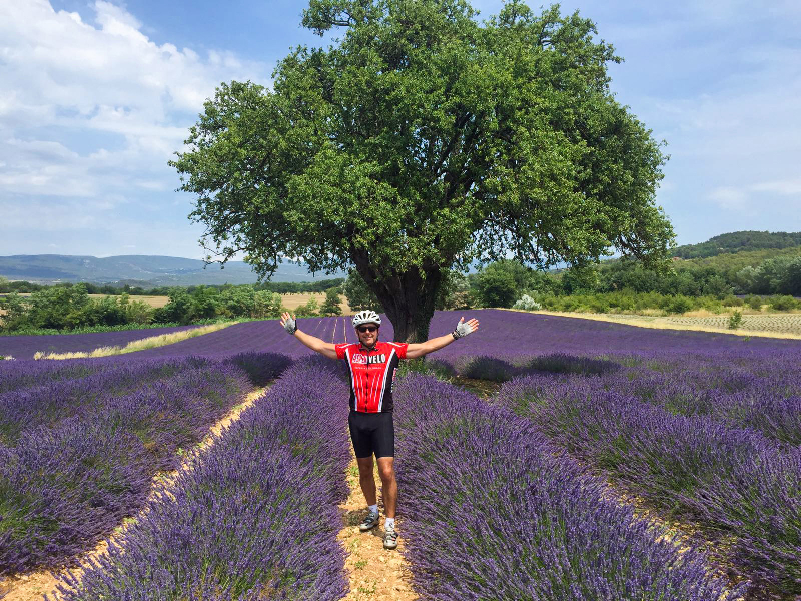 Backroads Guest in Lavender Field