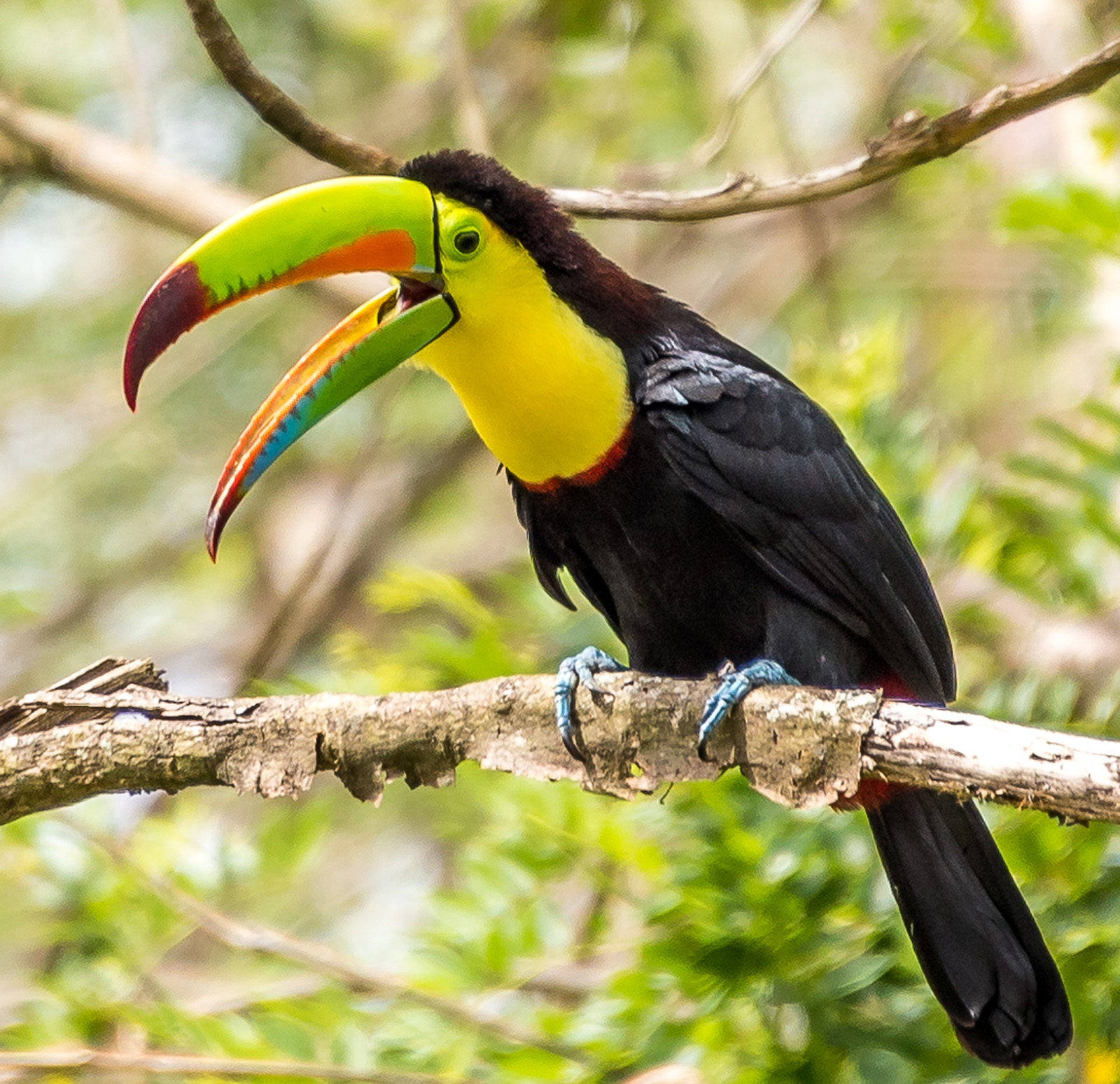 Toucan Belize Croaking