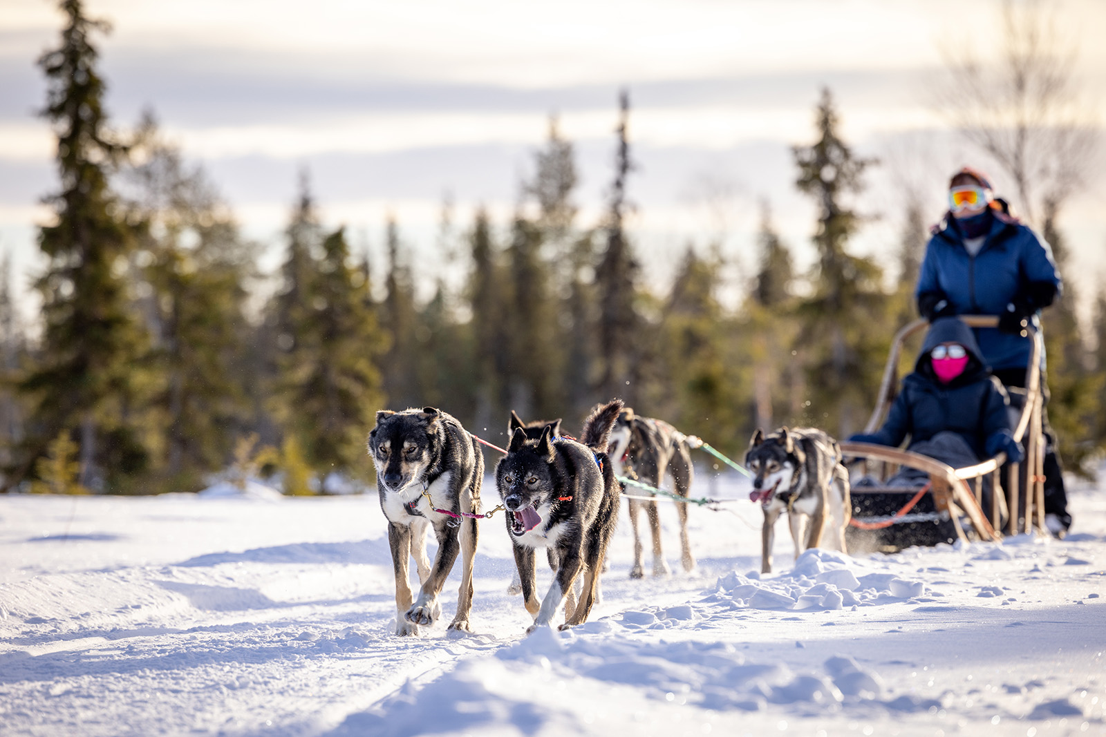 Dog Sledding Arctic