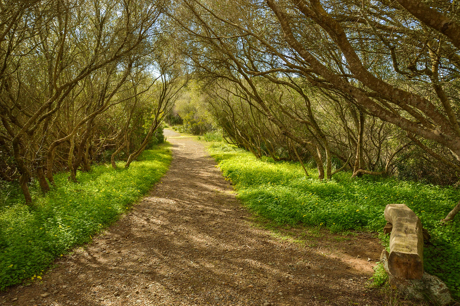 Shot of tree-covered trail, wood bench in foreground.