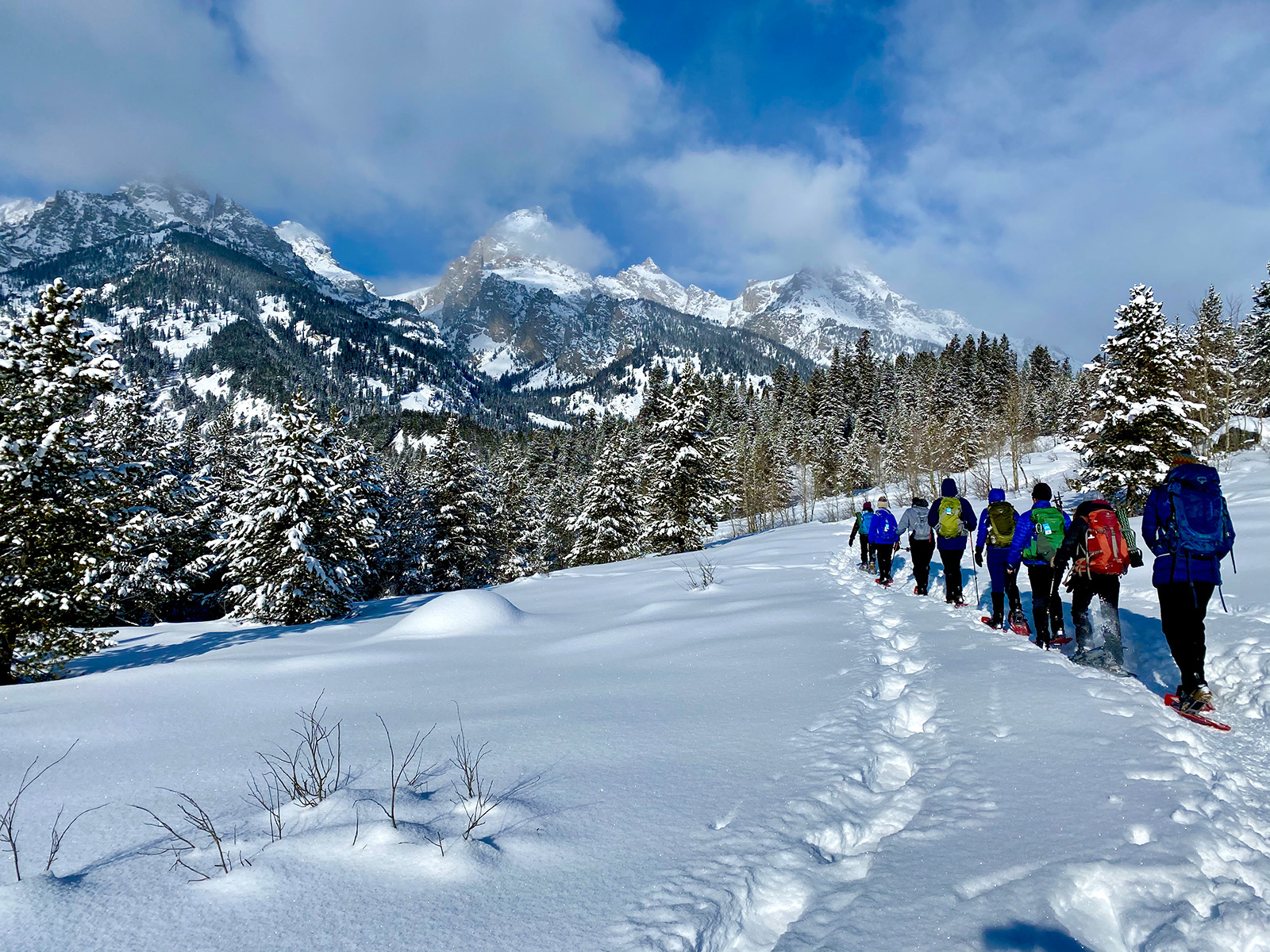 Snow covered trees and landscape