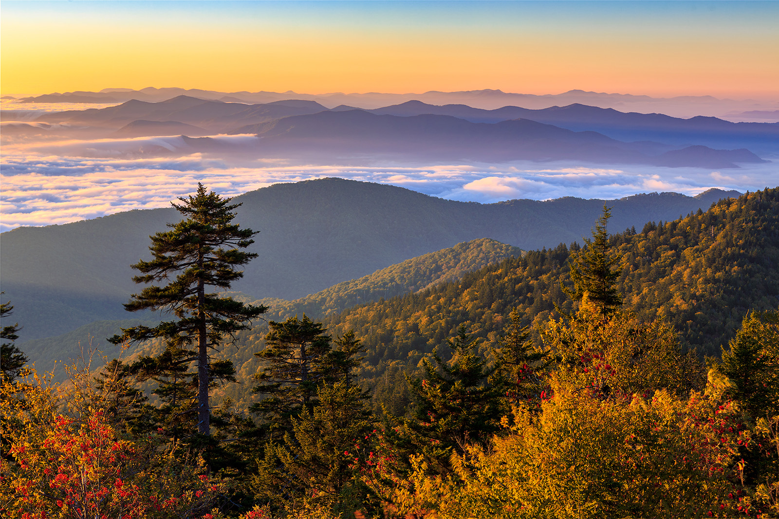 Wide shot of autumnal forest during colorful sunset.