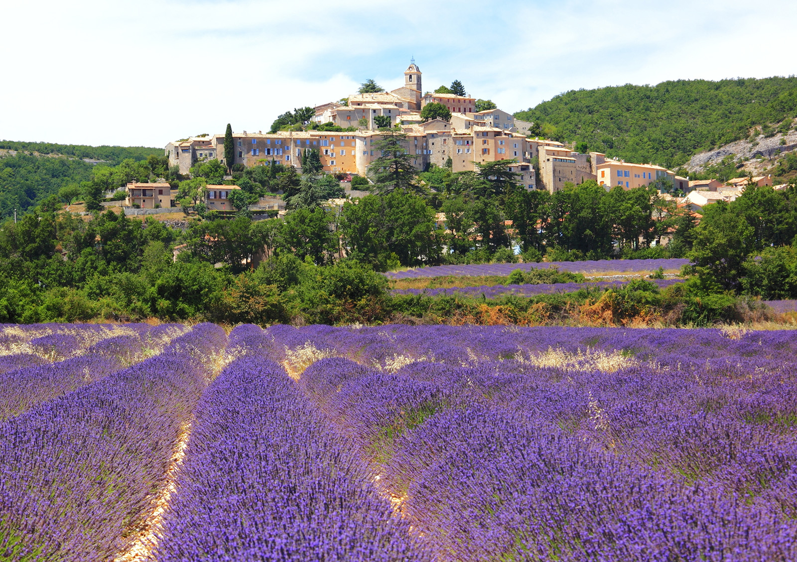 Lavender Field and Old Town of Banon