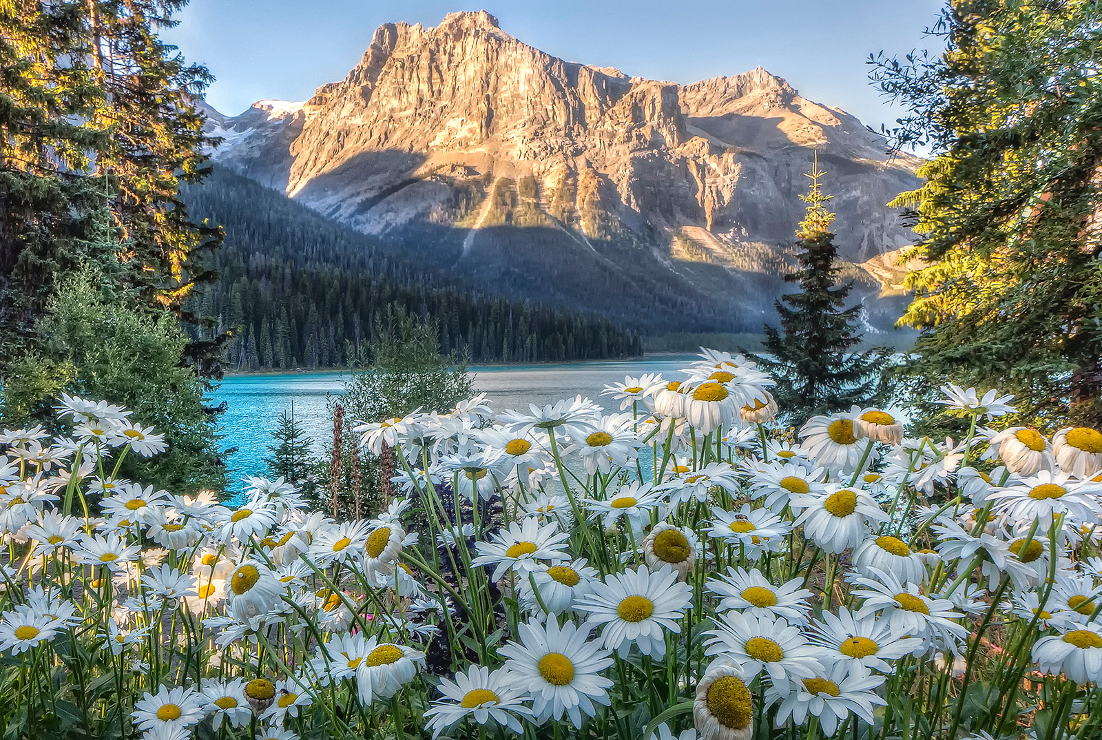 Wide shot of sunlit mountain, blue lake, Shasta Daisies.