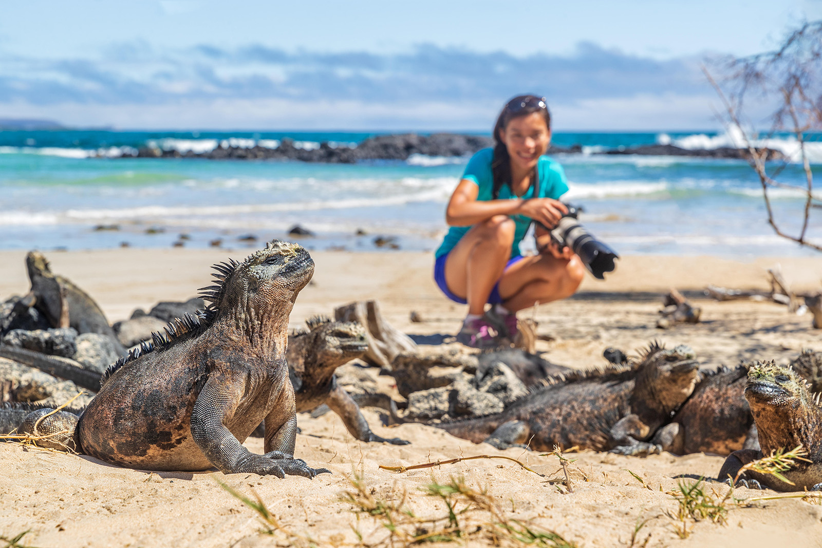 Marine Iguanas Photographed Galapagos