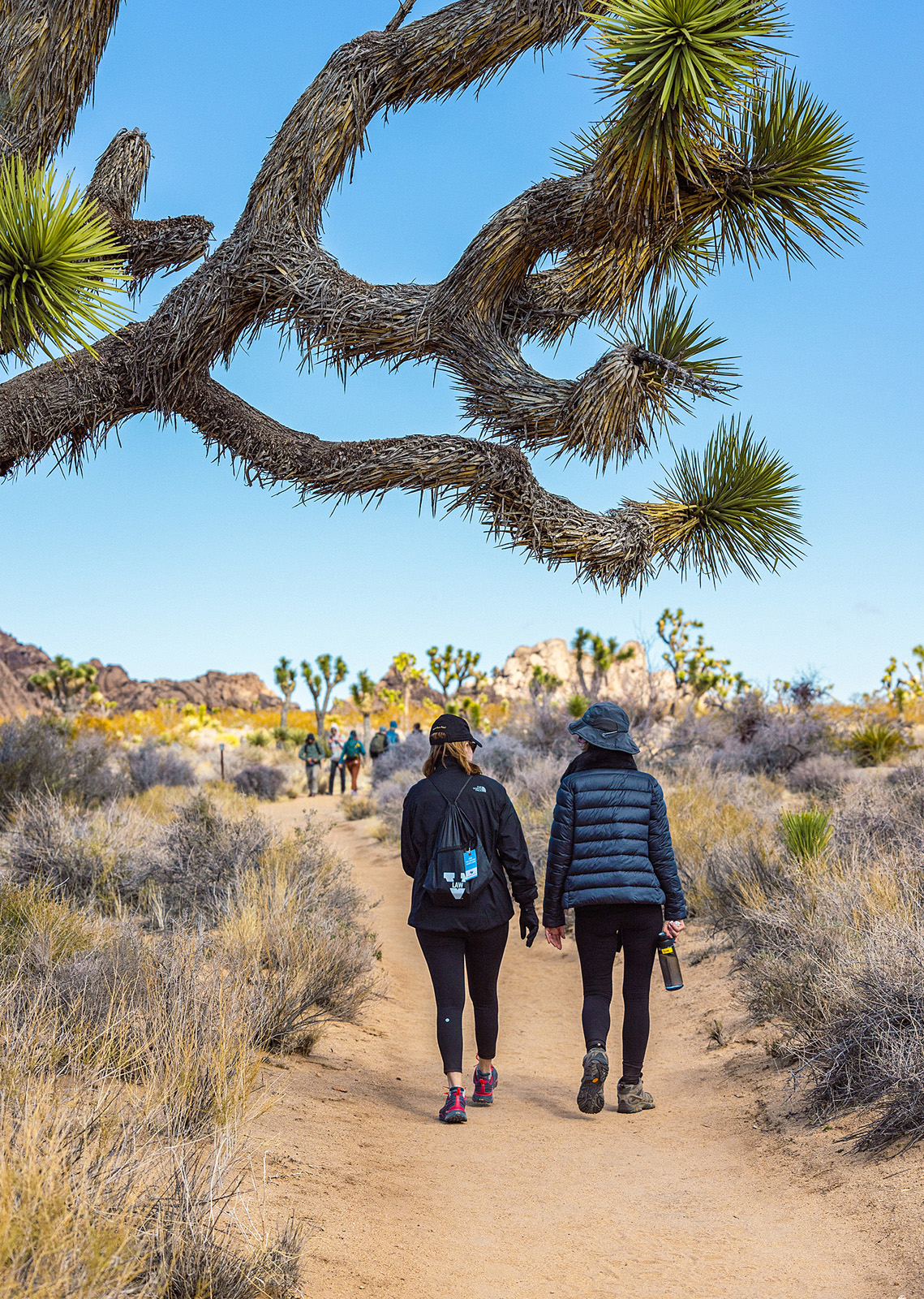 Guests on desert trail, yucca trees in foreground & background.