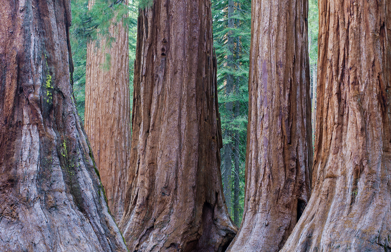 Giant sequoia trees have stood since before America's founding.