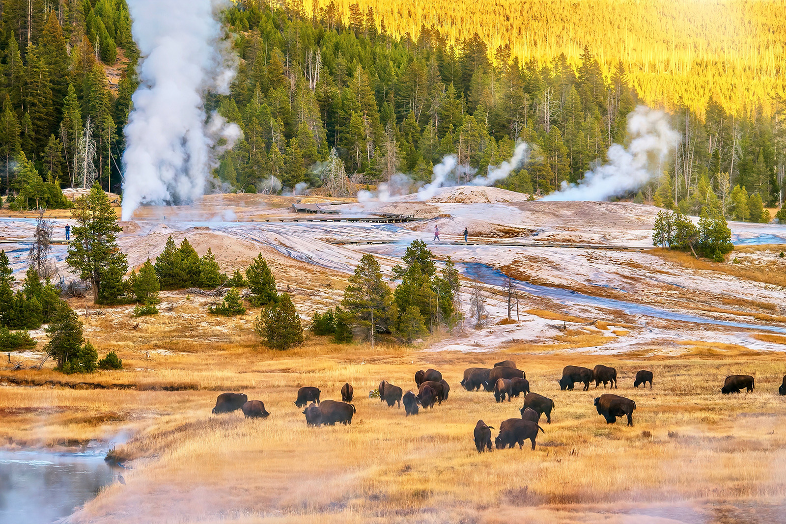Bison enjoying a snack with steamy hot springs in background