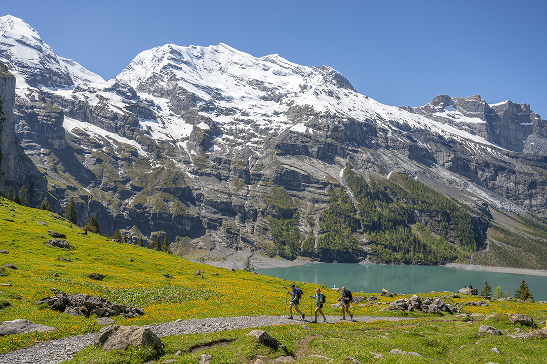 Group of hikers walking through a grass field, with large, snow-capped mountains in the background
