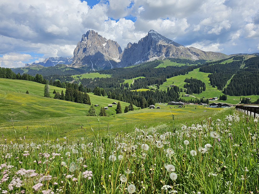 Open, grassy valley with larger mountains and trees in the distance, with flowers on the ground level