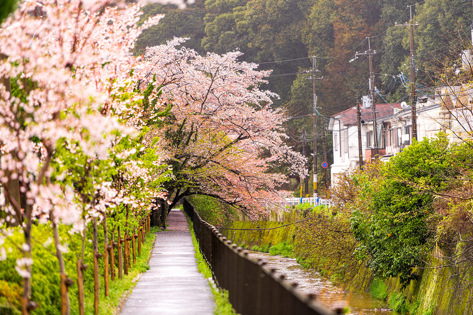 Walkway with cherry blossoms on the left and bushes on the right