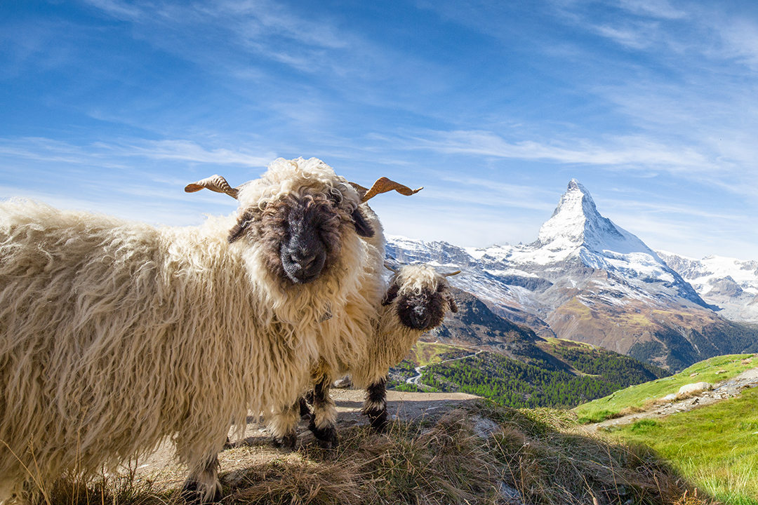 A goat and baby goat on top of a dirt hill with snowcapped mountains in the background