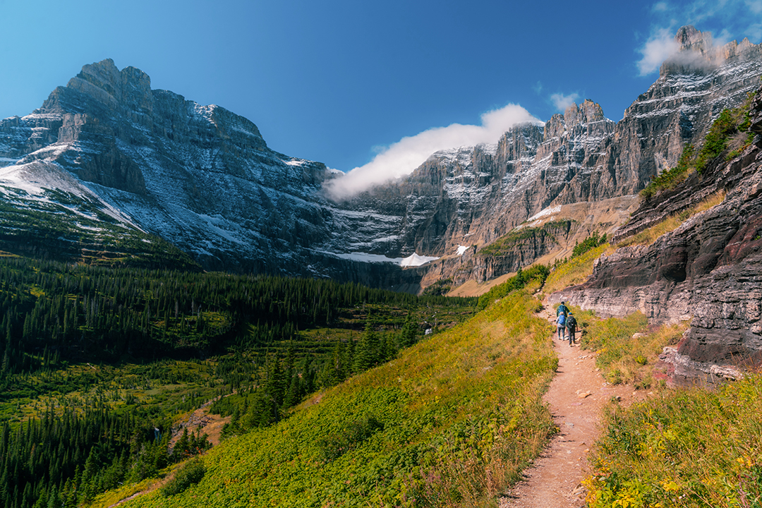 Large open valley of tall trees and snow-capped mountains