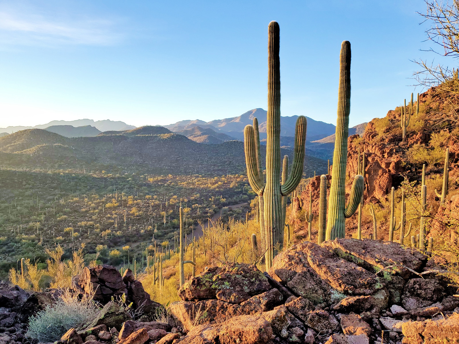 Saguaro cacti are just one of the things that make Tucson unique.