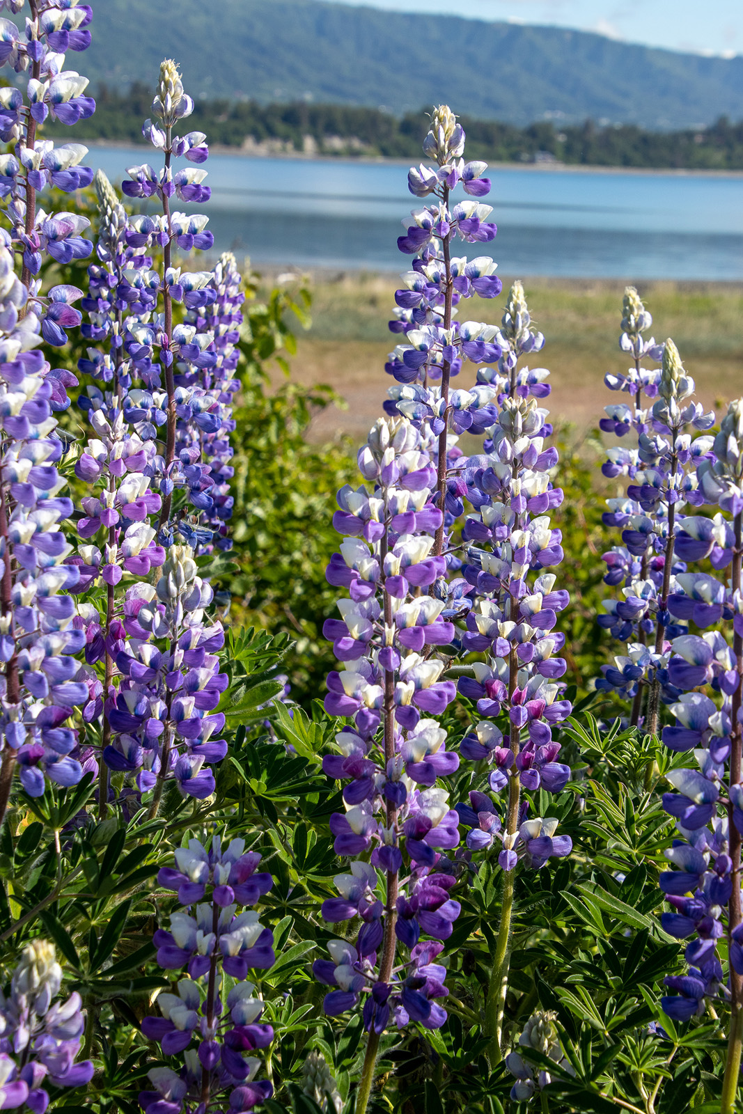 Purple flowers in the middle of a grass valley