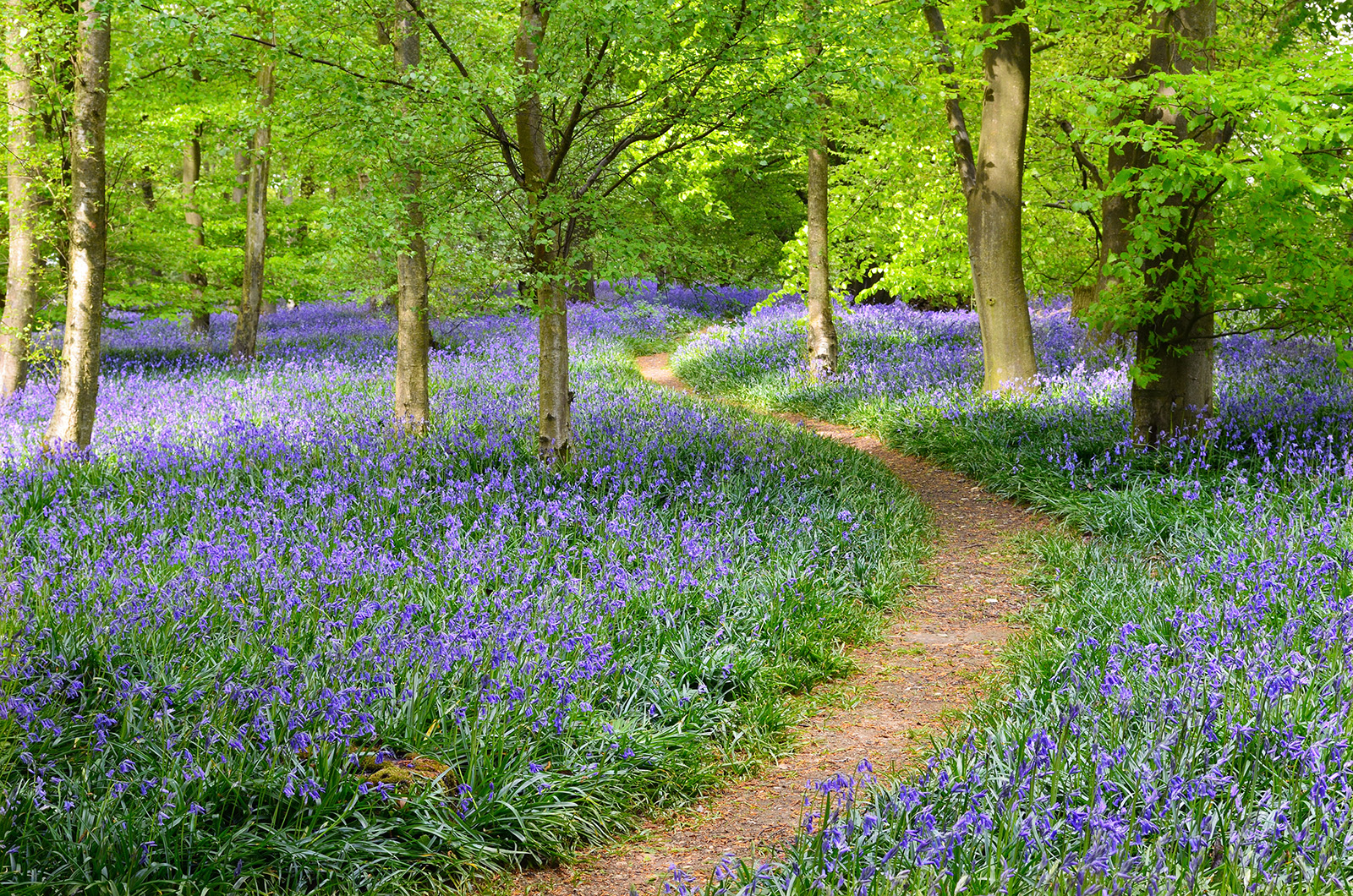 Dirt trail surrounded by purple flowers and tall trees