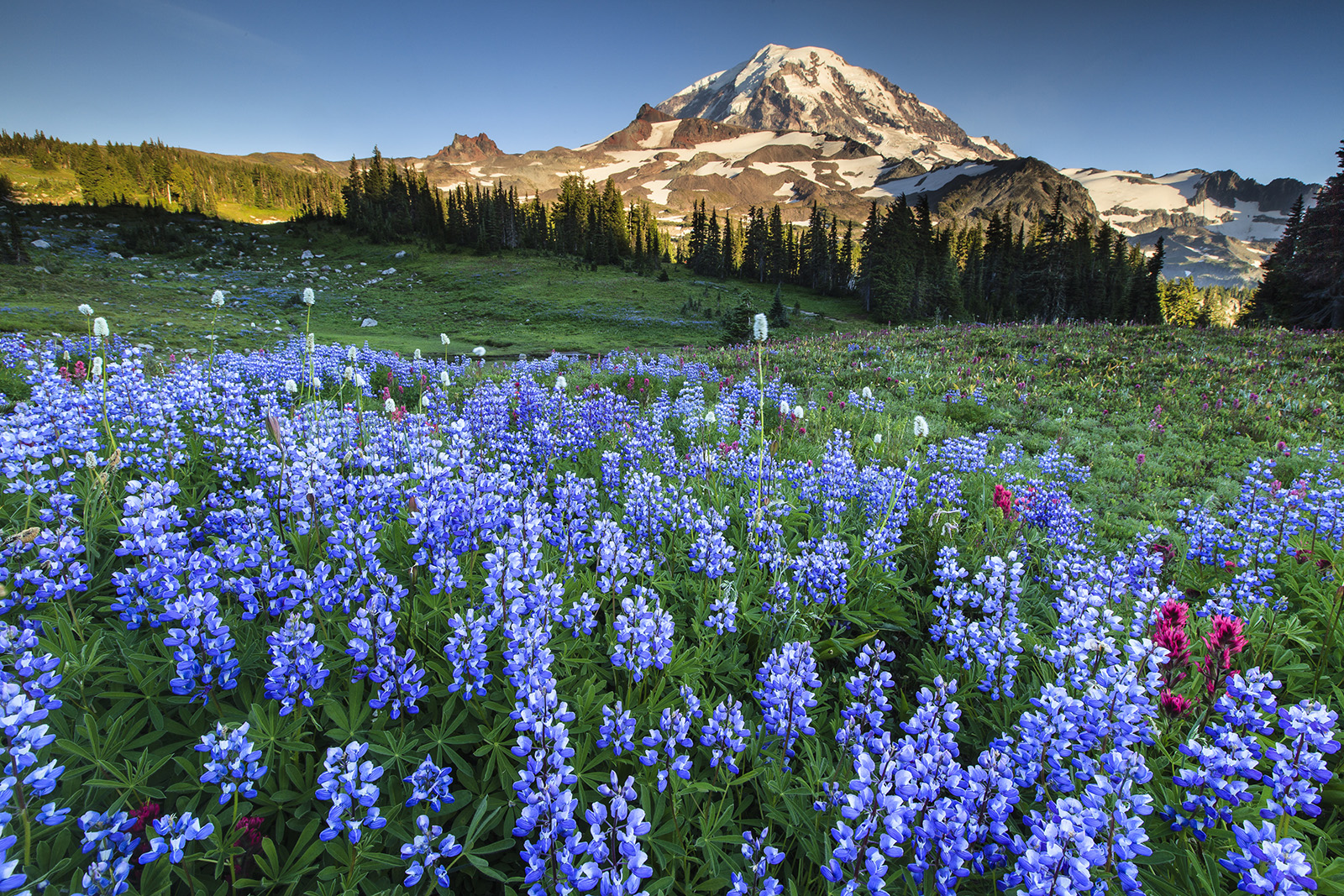 Open valley with purple flowers and a large mountain in the distance