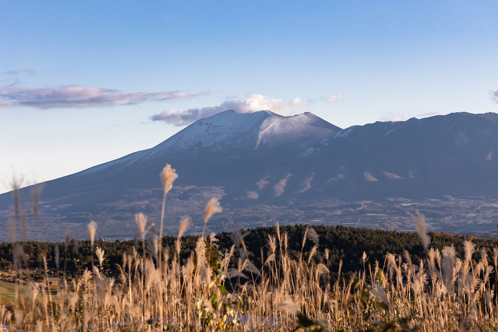 Field of weeds and trees, with large mountains in the distance