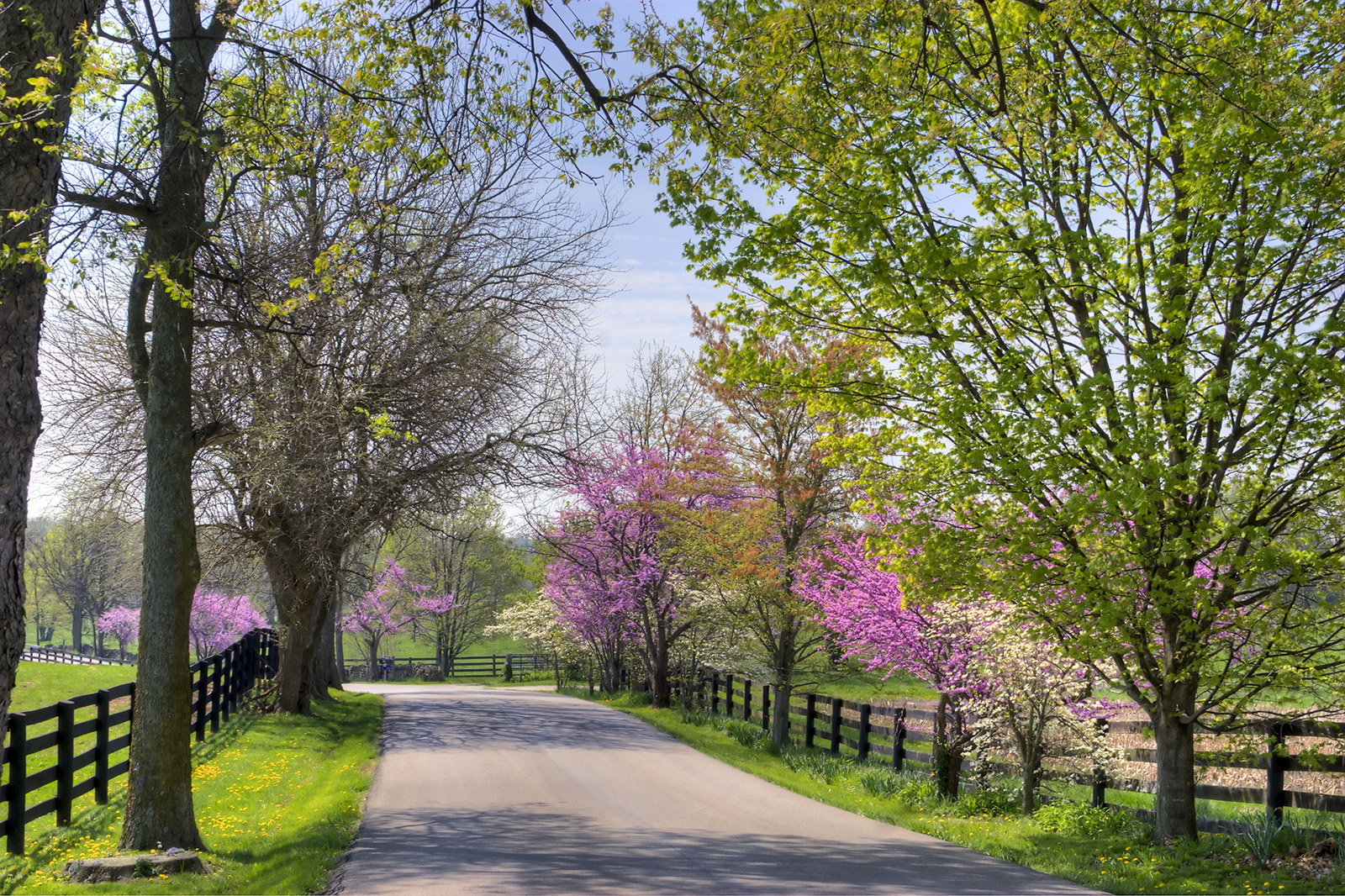 Asphalt road surrounded by trees and pink flowers